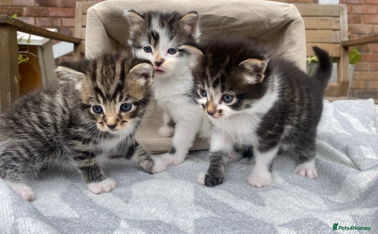 Mixed Breed cats for sale - Advert 2