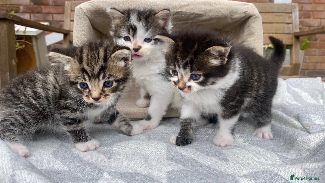 Mixed Breed cats for sale: Fluffy mixed tabby kittens  - Image 1