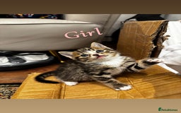 British Shorthair cats for sale: British shorthair mixed with tabby - Image 2