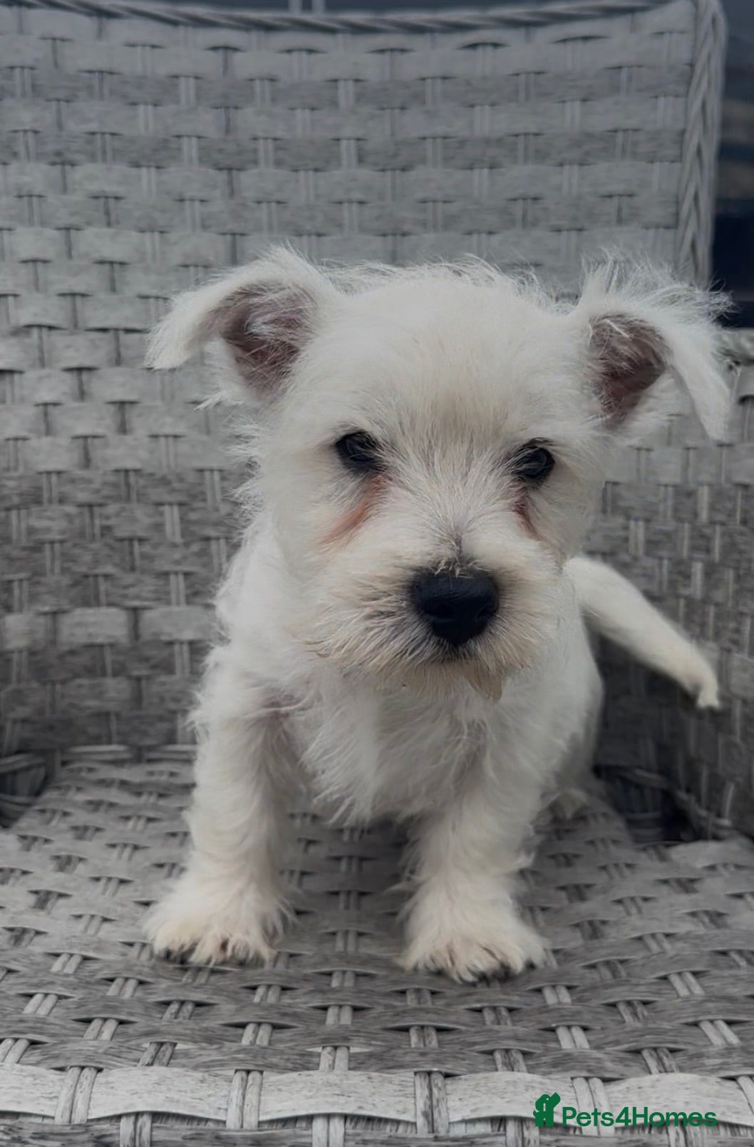 West Highland Terrier dogs West Highland Terrier Pups ready for new home Now - Advert 2