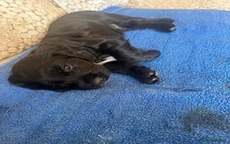 Cocker Spaniel dogs for sale: Black Cocker Spaniel Puppies - Image 10