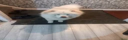 Chow Chow dogs for sale: Kimbo - Advert 2