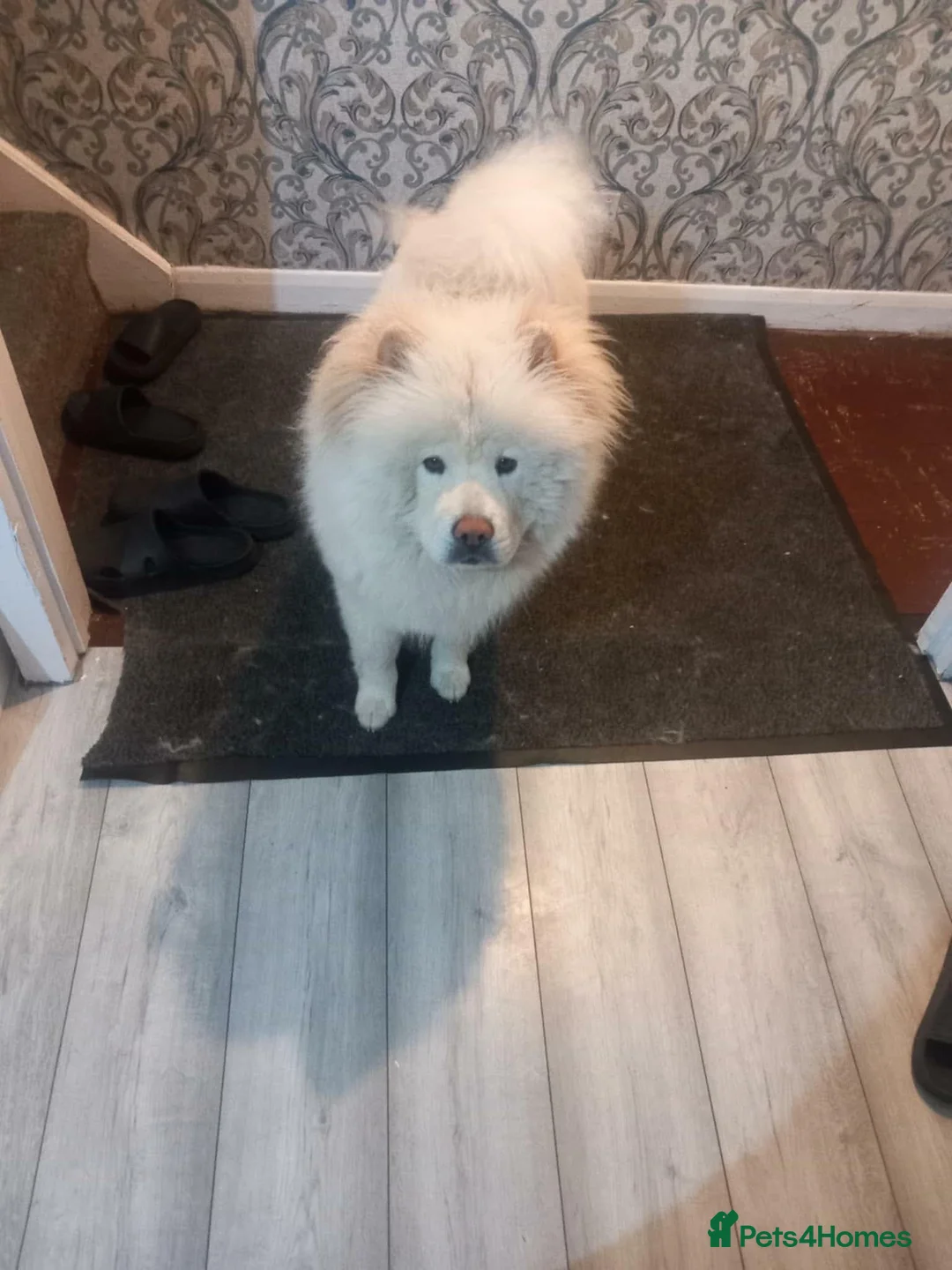 Chow Chow dogs for sale: Kimbo - Advert 2