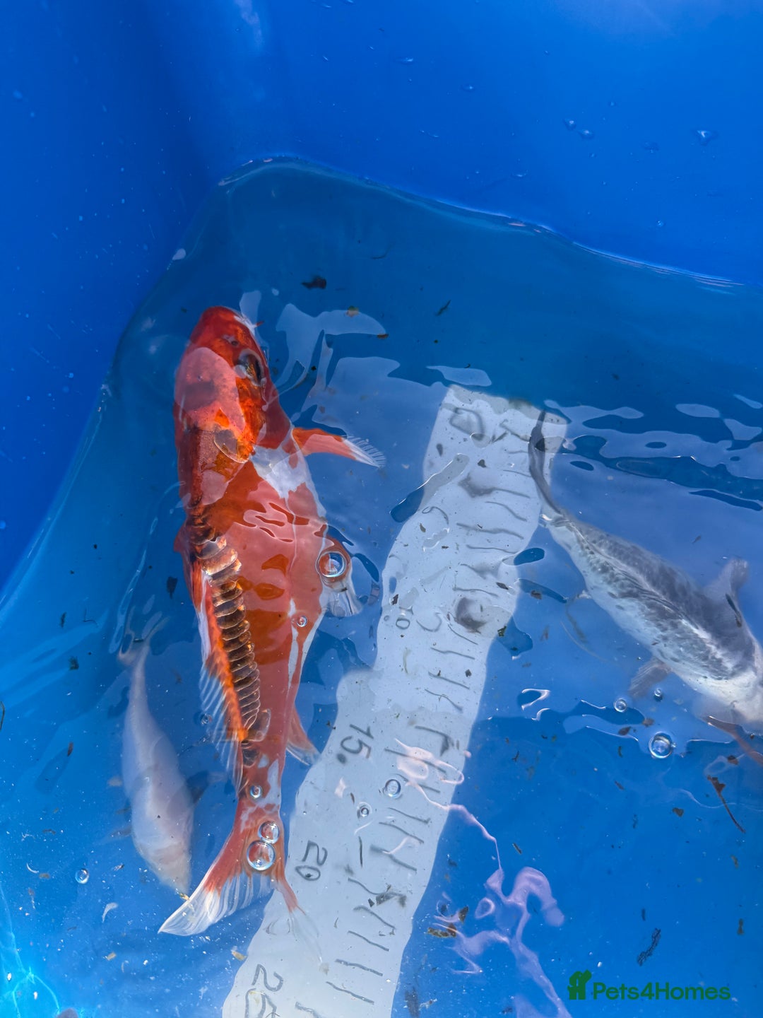 Koi Carp fish for sale: Various koi carp - Image 7