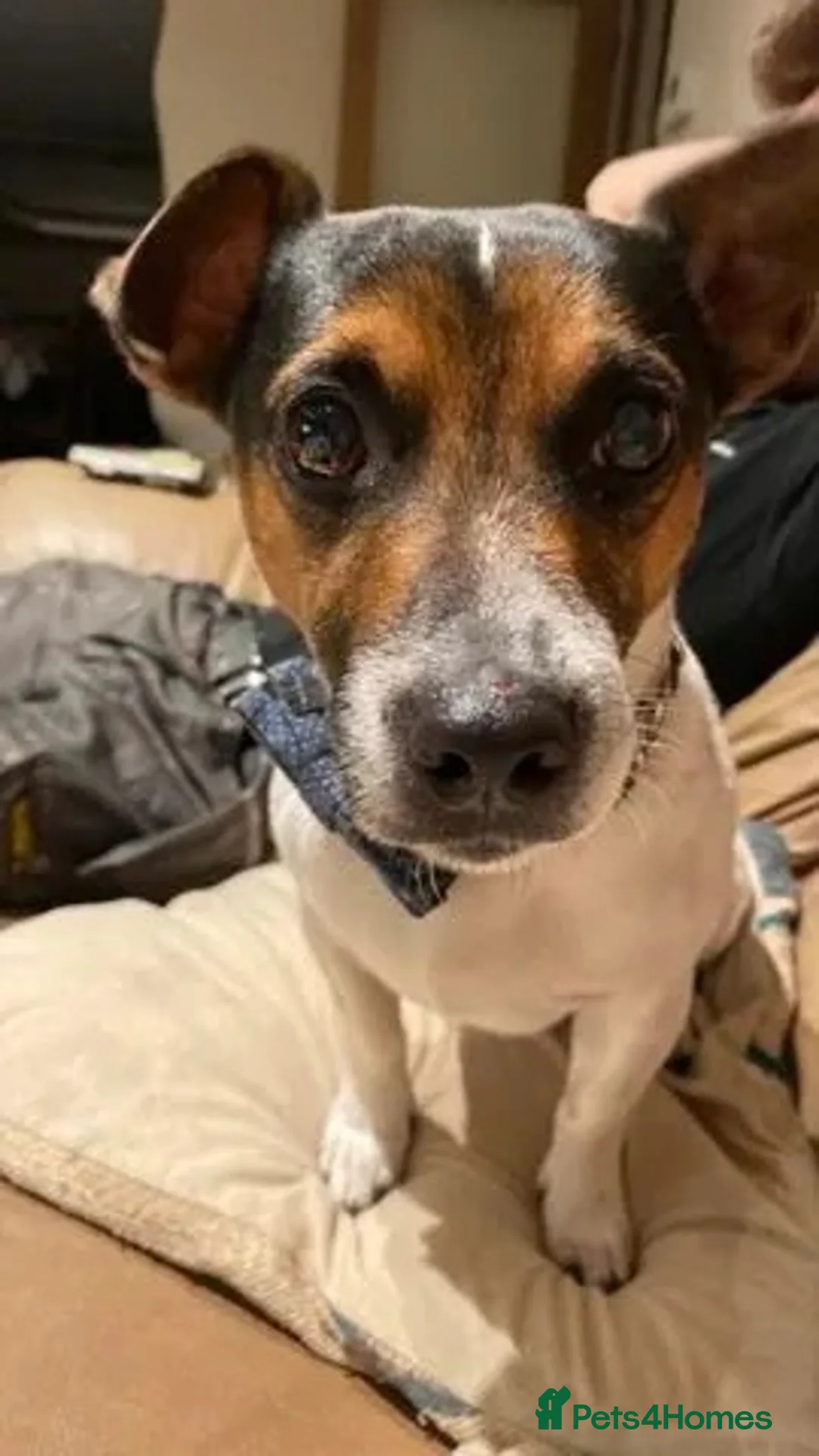 Jack Russell dogs for stud: Proven miniature Jack Russell stud in Winkleigh - Advert 16