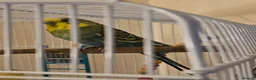 Budgerigars birds for sale: 2 Male Budgies with cage and stand in Wallasey - Advert 3