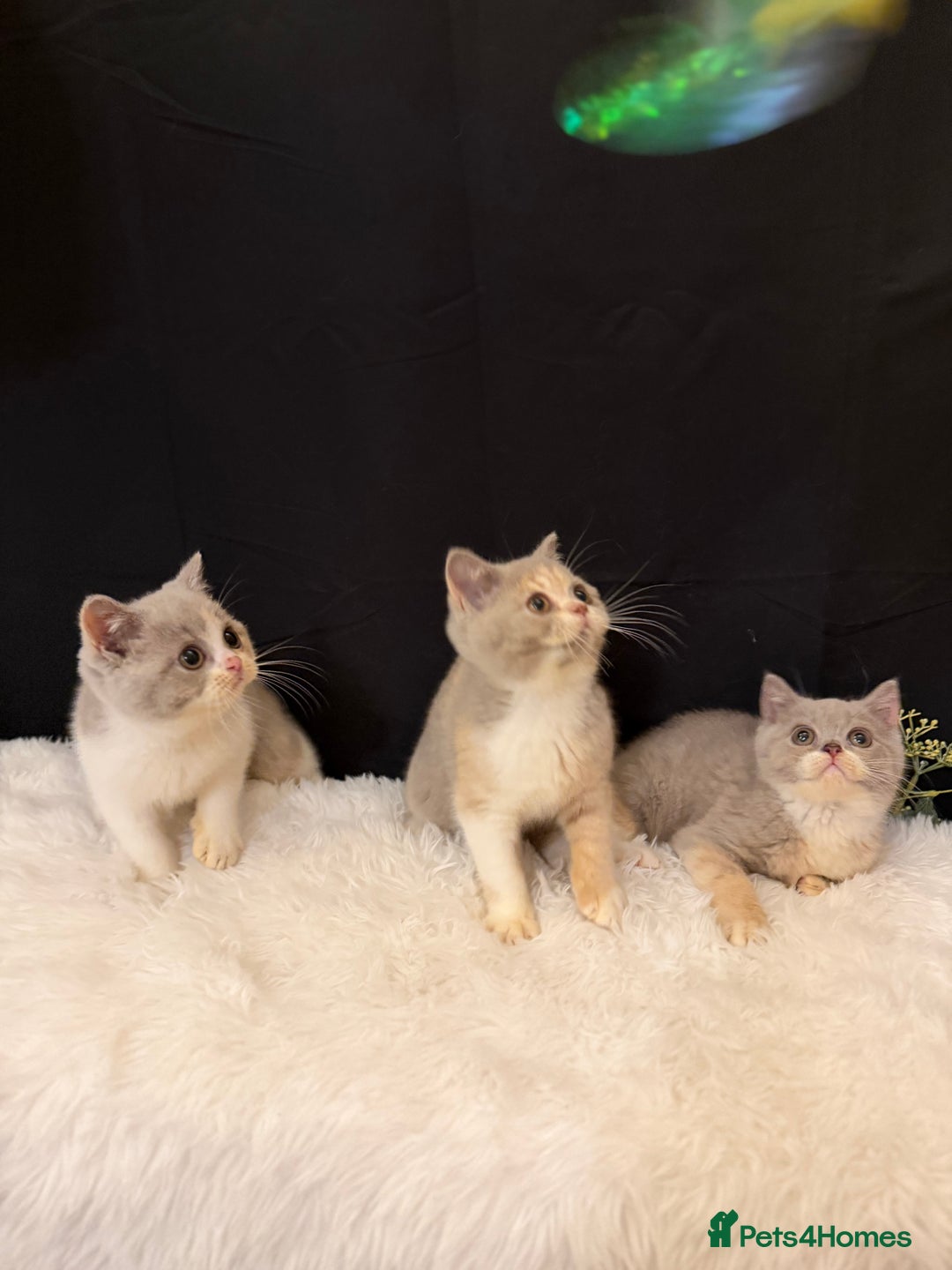 British Shorthair cats for sale: 😽Full Pedigree Registered BSH🌷Trusted Breeder - Advert 16