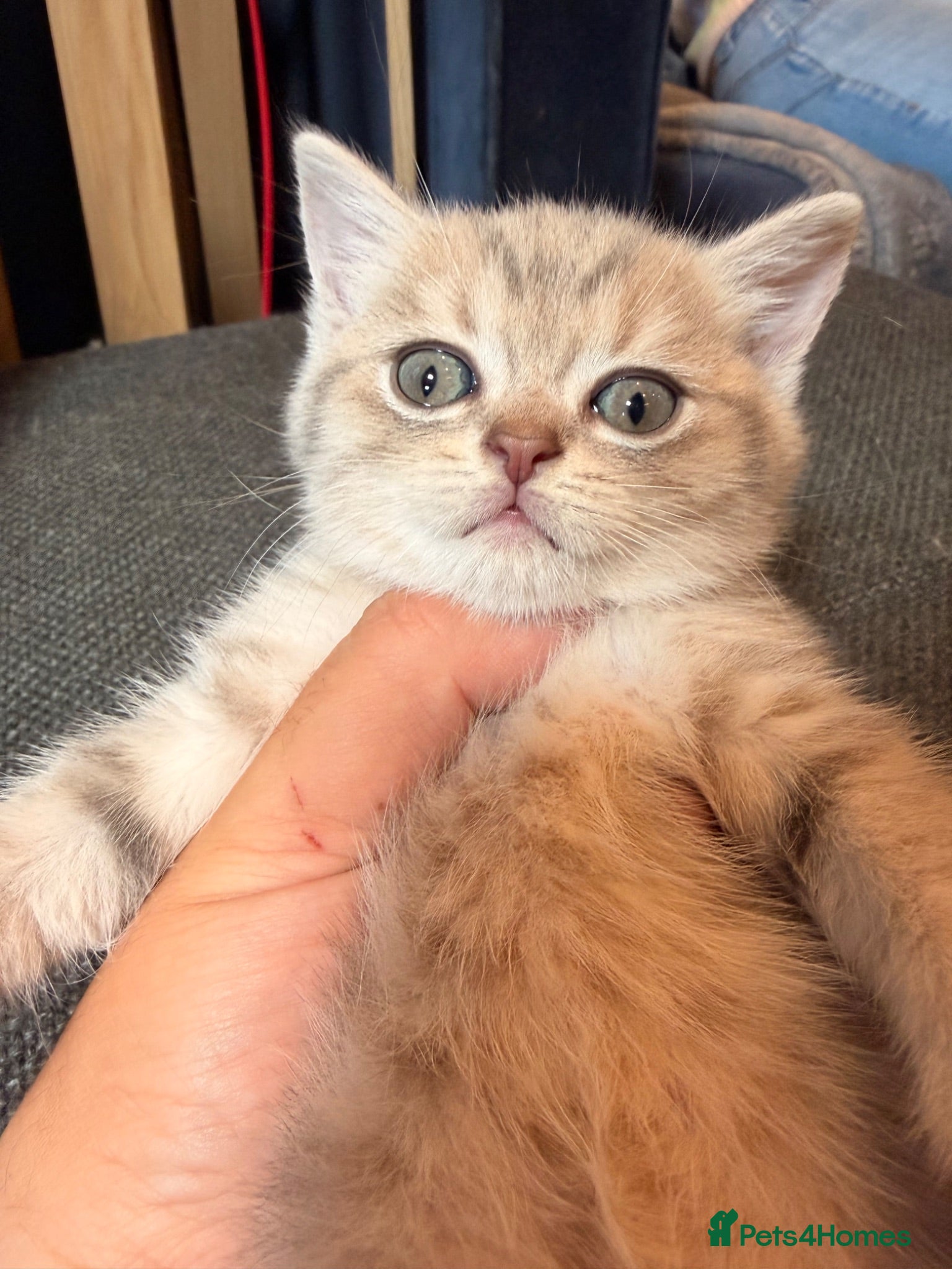 British Shorthair cats British short hair kittens - Advert 1