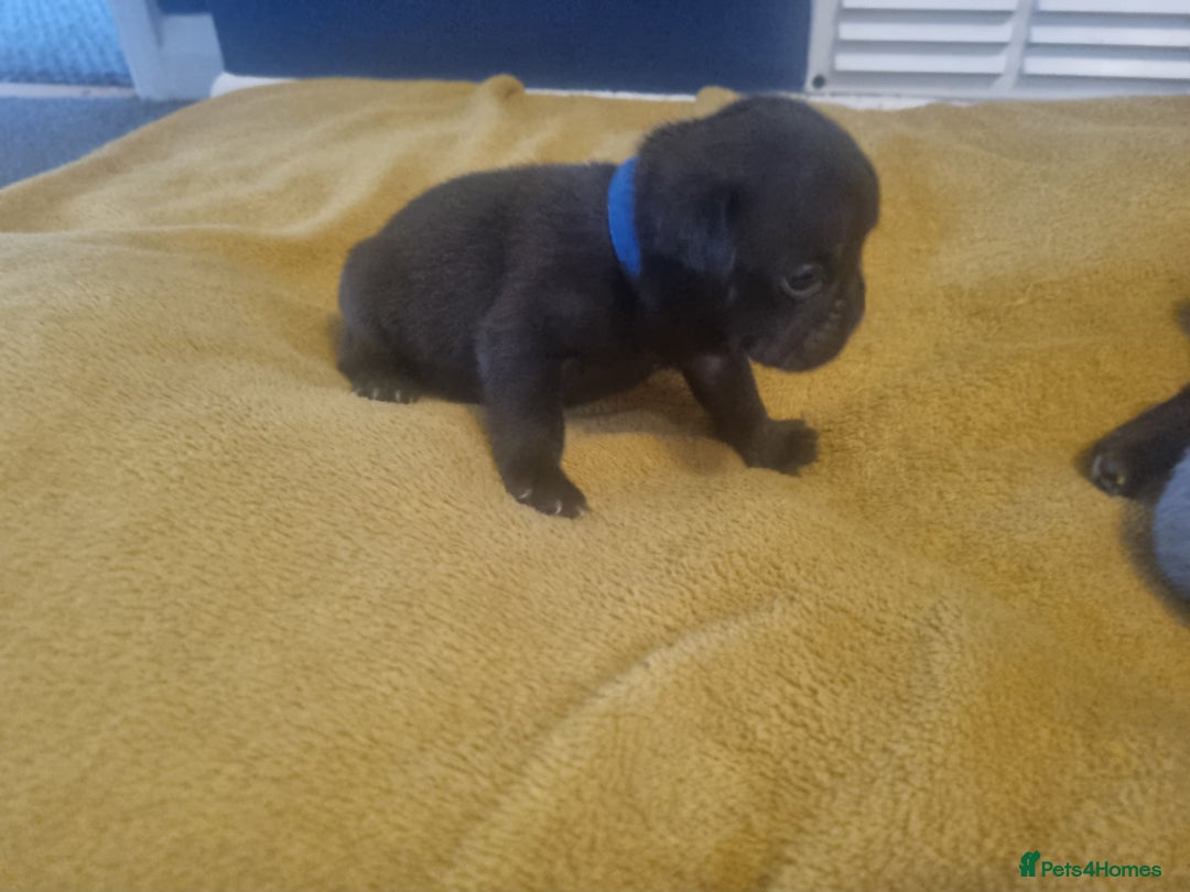 Mixed Breed dogs for sale: French/english bulldog puppys - Image 4