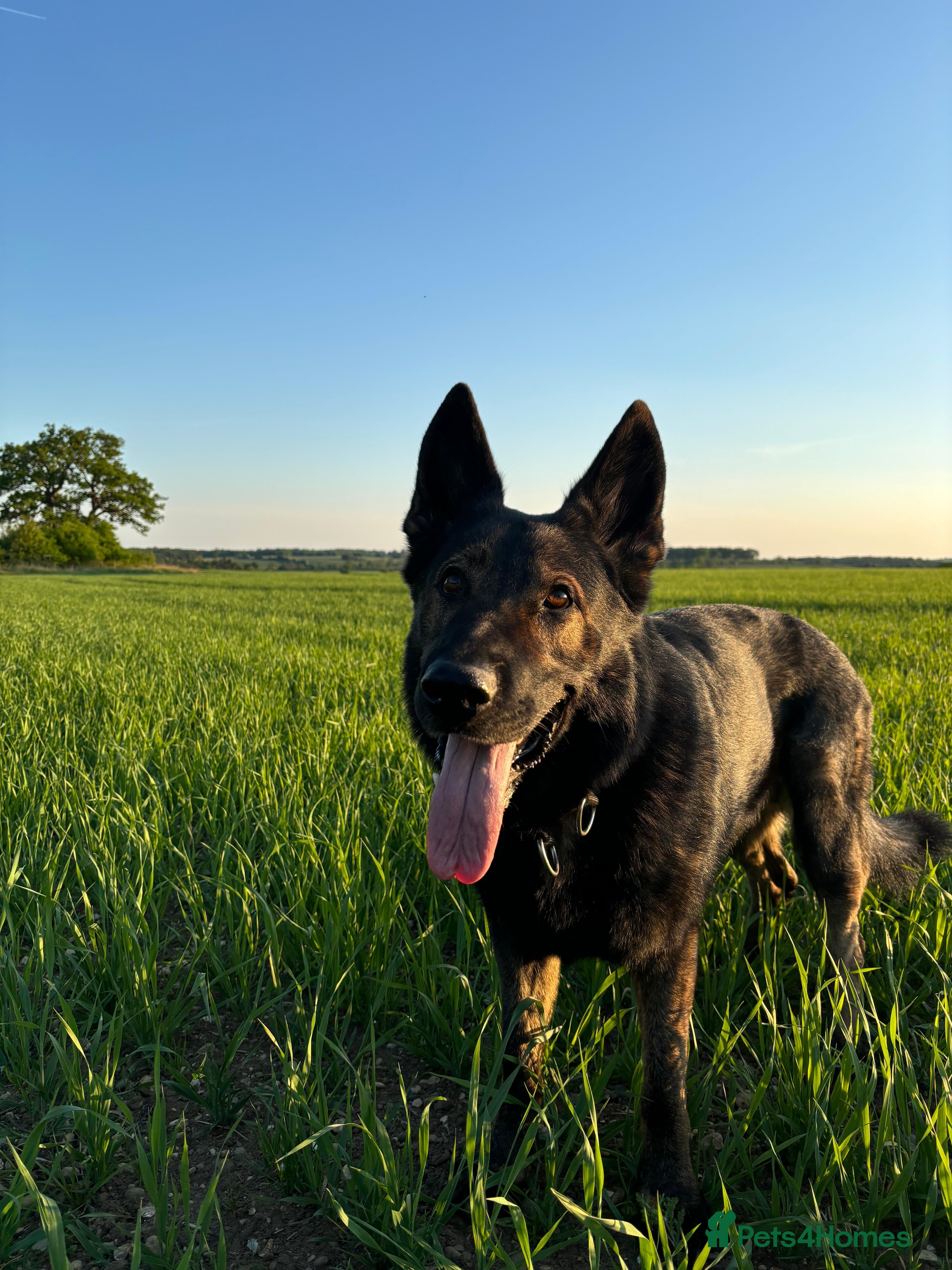 German Shepherd dogs German Shepherd DDR - Advert 13