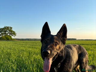 German Shepherd dogs German Shepherd DDR - Advert 13