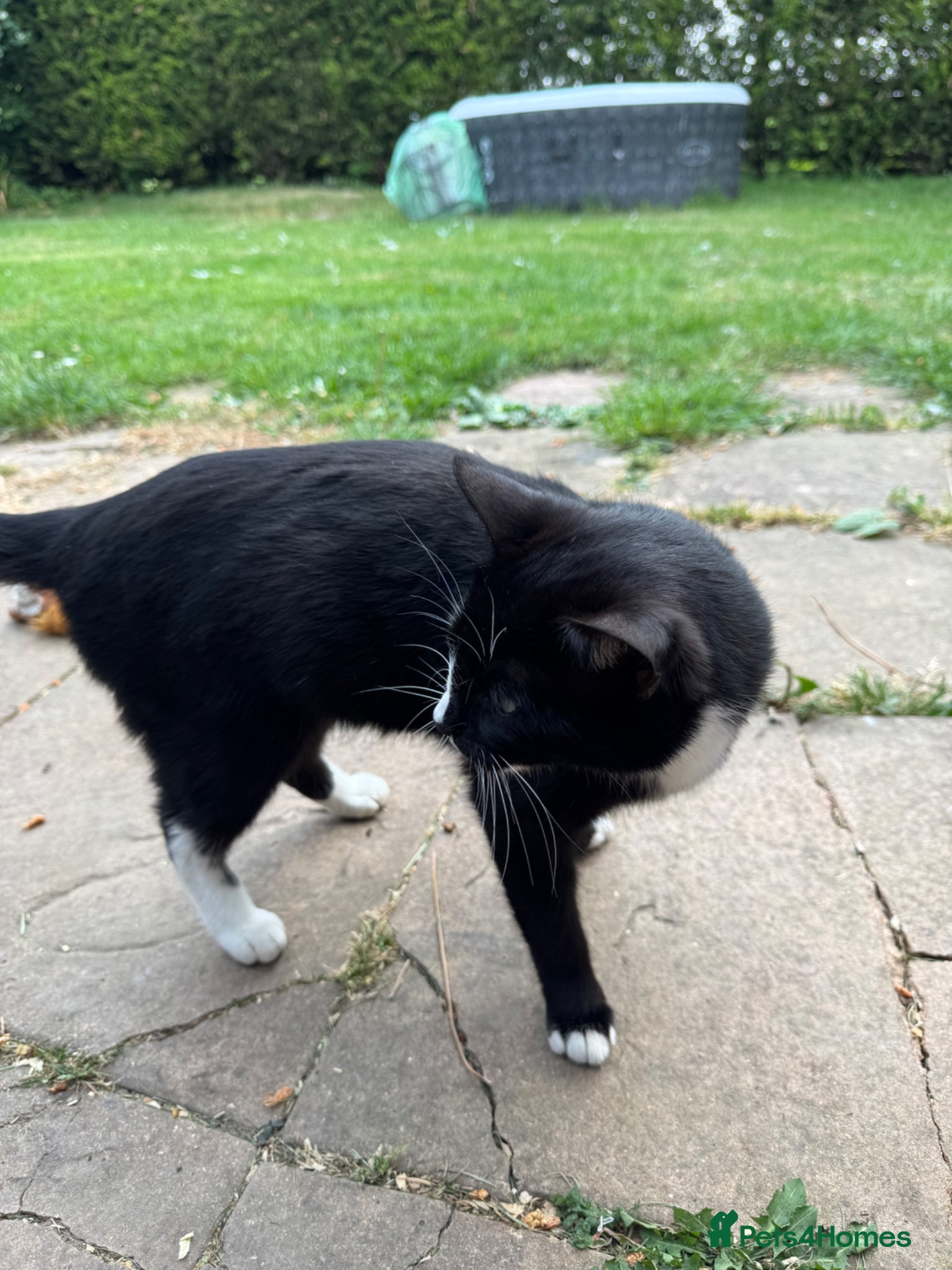 Mixed Breed cats Beautiful kittens.toilet trained  - Advert 4