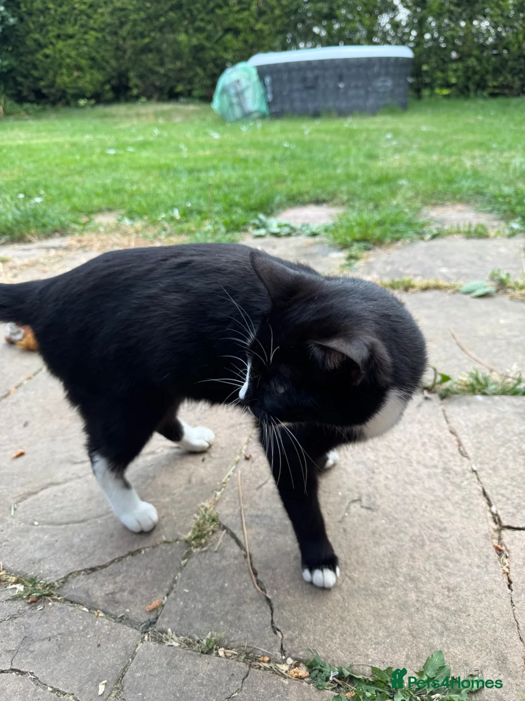 Mixed Breed cats for sale: Beautiful kittens.toilet trained  in Boston - Advert 1