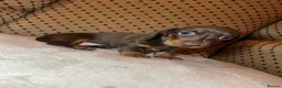 Dachshund dogs for sale: 4 beautiful miniature Dachshund  in Longfield - Advert 11