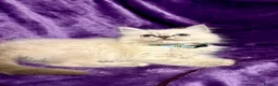 Ragdoll cats for sale: Beautiful GCCF Ragdoll Kittens  - Advert 12
