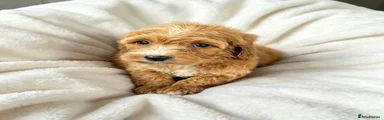 Cockapoo 6