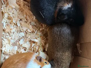 Guinea Pig rodents Baby male guinea pigs - Advert 10