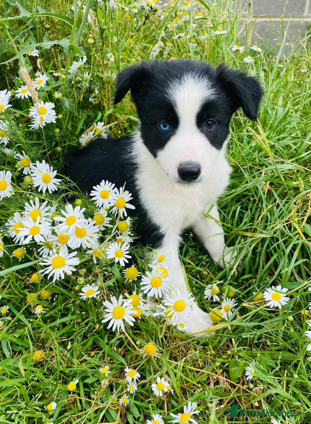 Border Collie dogs for stud: ISDS & KC, well proven, health tested clear stud in Darlington - Advert 12