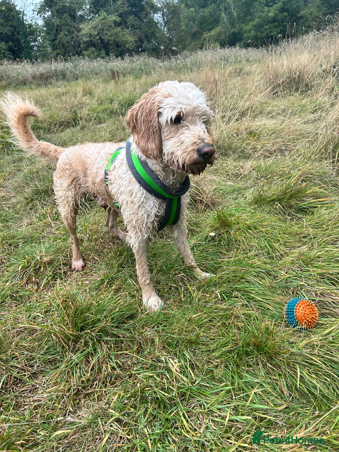 Cockapoo dogs for stud: Stud only!!!  - Advert 6