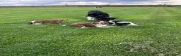 Border Collie dogs for sale: Gorgeous Litter of border collie puppy’s  - Advert 36