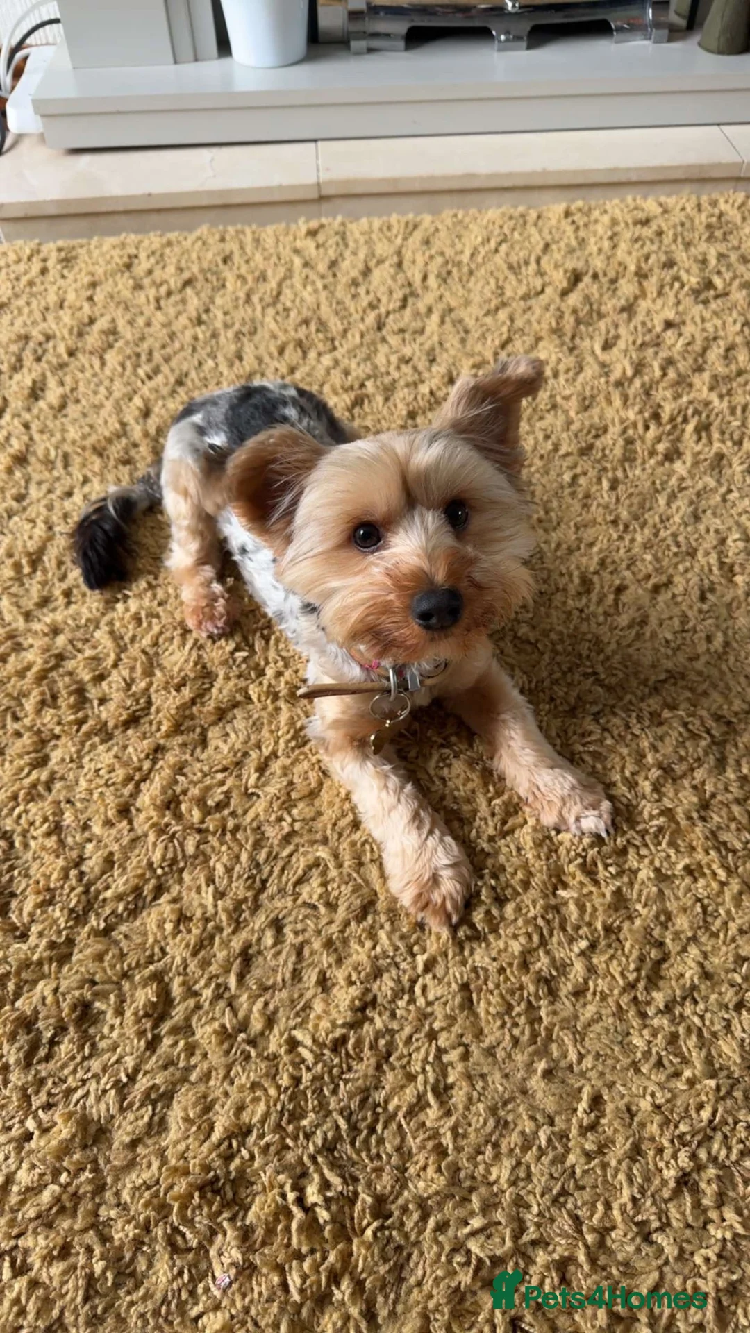 Yorkshire Terrier dogs for sale: Male Merle Yorkshire terrier  - Advert 1