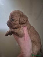 Cavapoo dogs - Advert 4