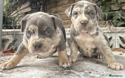American Bully dogs for sale: Pocket bully puppies ready soon  - Image 6