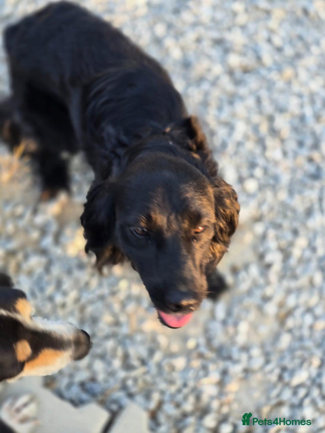 Cocker Spaniel dogs for adoption: Dena! - Image 3