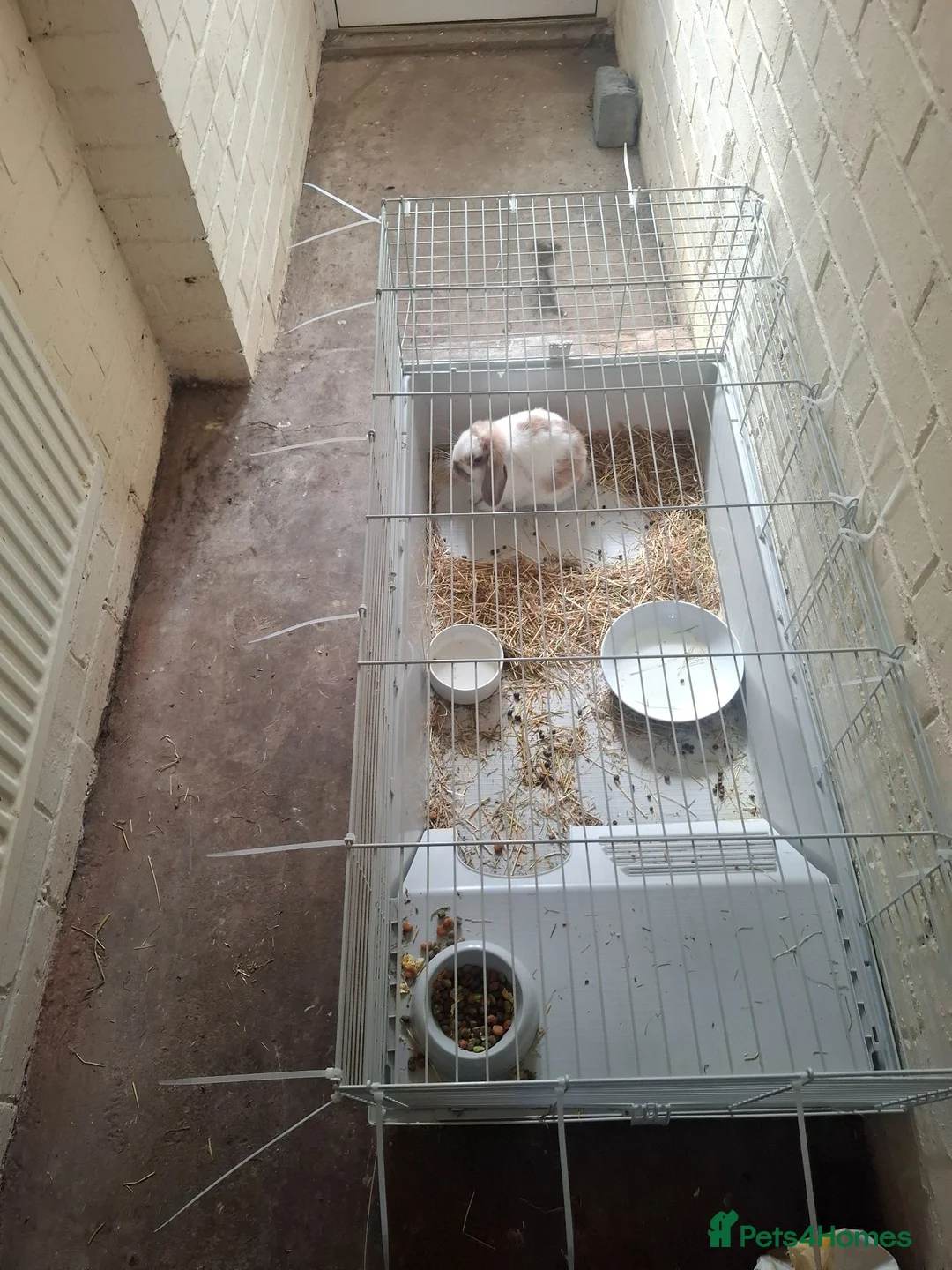 Mini Lop rabbits for sale: Mini Lop 4 months old needs adopting asap in Cardiff - Advert 1