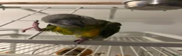 Parrots birds for sale: African Senegal  - Advert 6