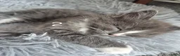 British Longhair cats for sale: Litter of 6 kittens - Advert 32