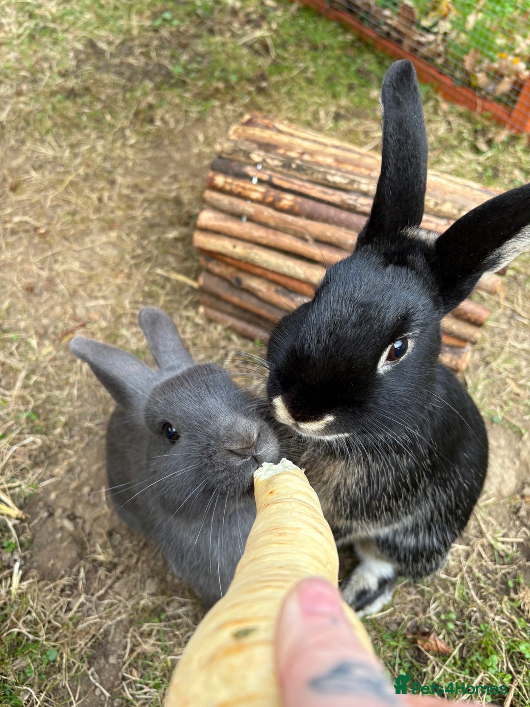 Mixed Breed rabbits for sale: 2 beautiful boys - Advert 3