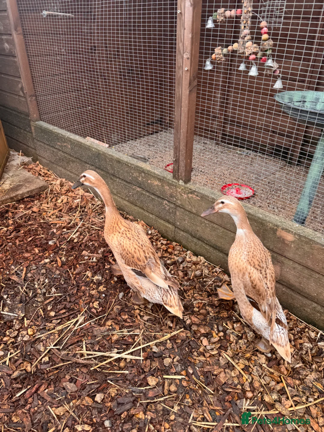 Ducks poultry for sale: 2 Female Laying Indian Runner Ducks - Advert 1