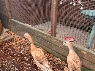 Ducks poultry 2 Female Laying Indian Runner Ducks - Advert 3