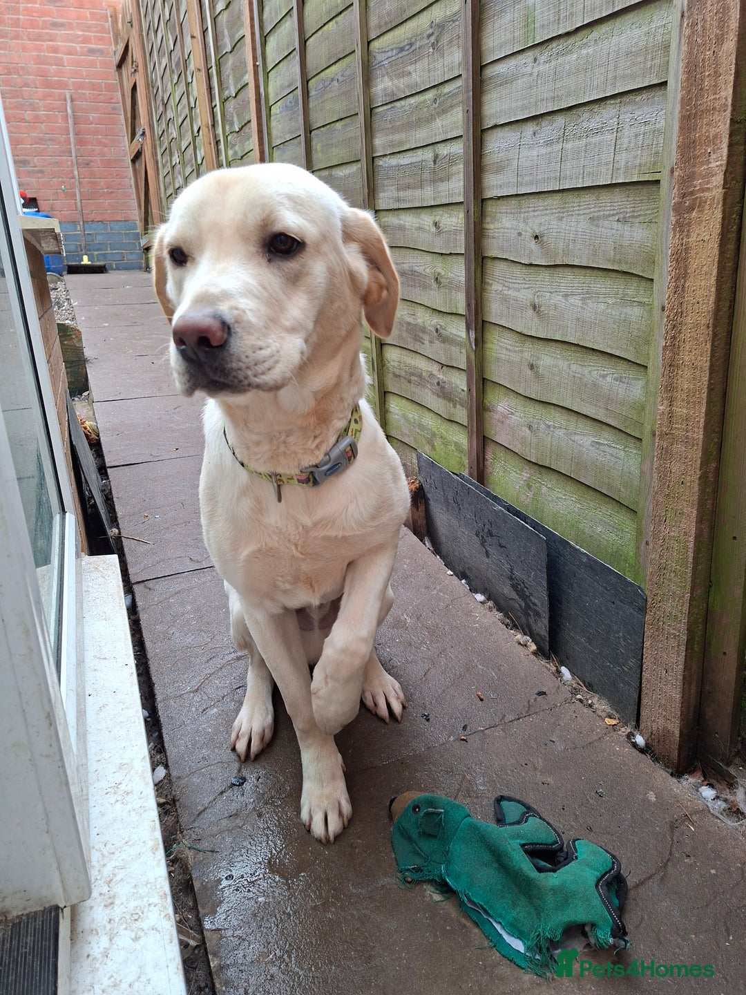 Labrador Retriever dogs for sale: Pluto 7 month old lab pup - Advert 3
