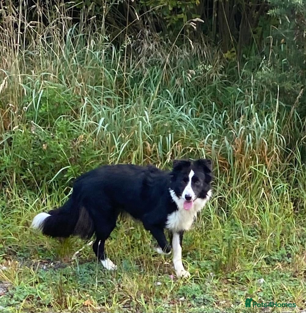 Border Collie dogs Classic Long Coated B&W Border Collie Boy Pup - Advert 2