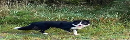 Border Collie dogs for sale: Classic Long Coated B&W Border Collie Boy Pup - Advert 2