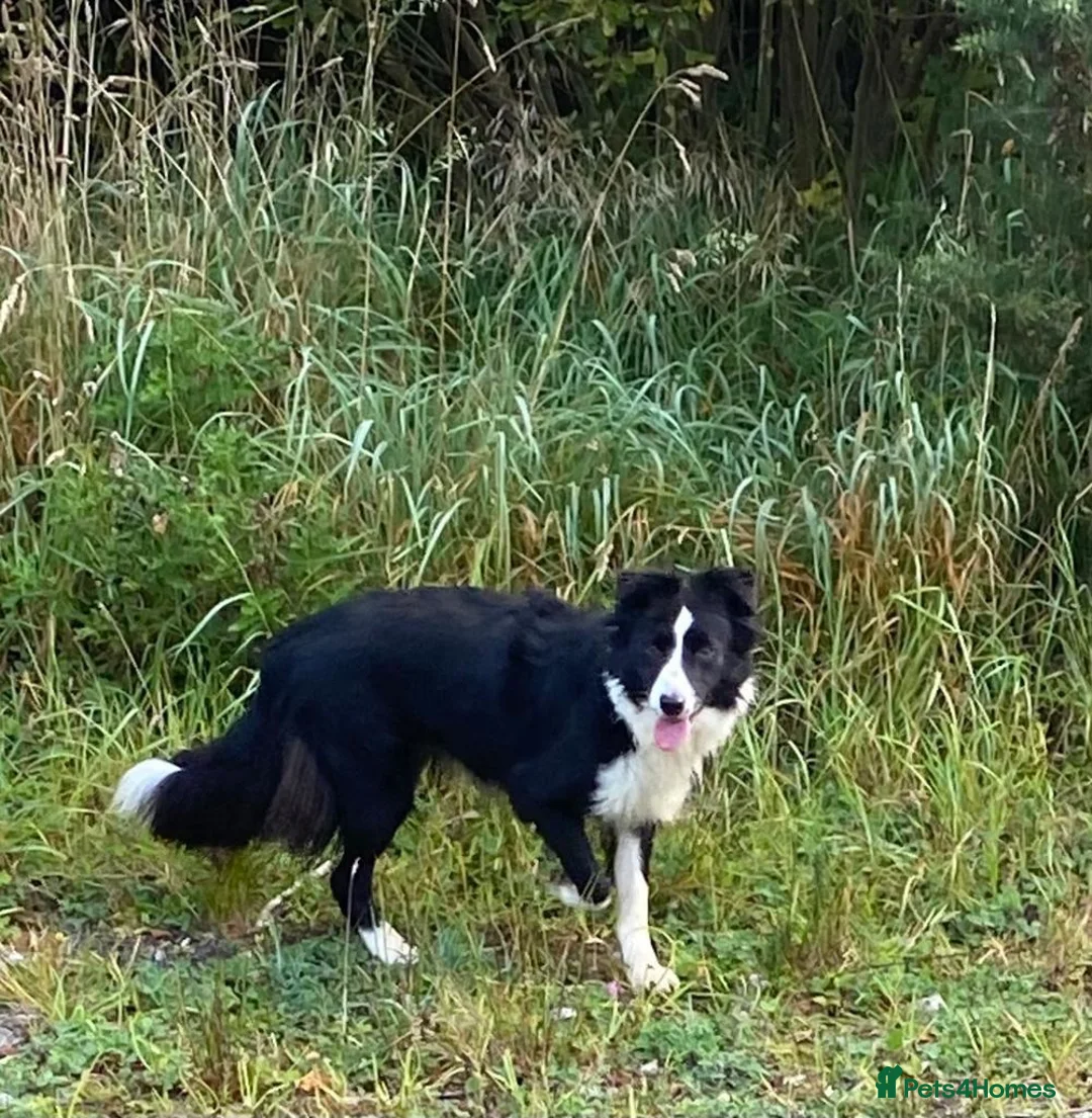 Border Collie dogs for sale: Classic Long Coated B&W Border Collie Boy Pup - Advert 2