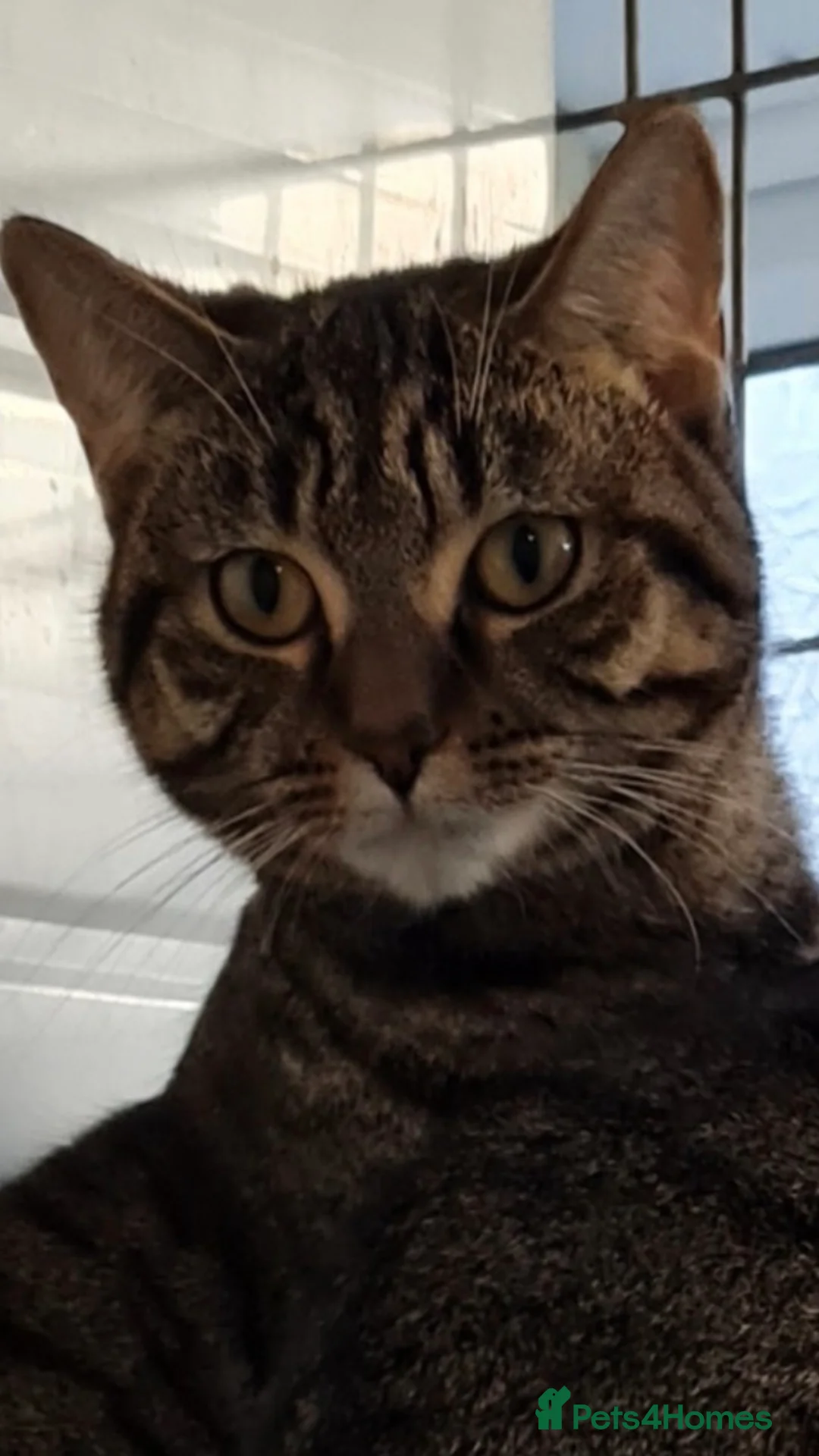 British Shorthair cats for sale: Mini and Enza in Rotherham - Advert 6