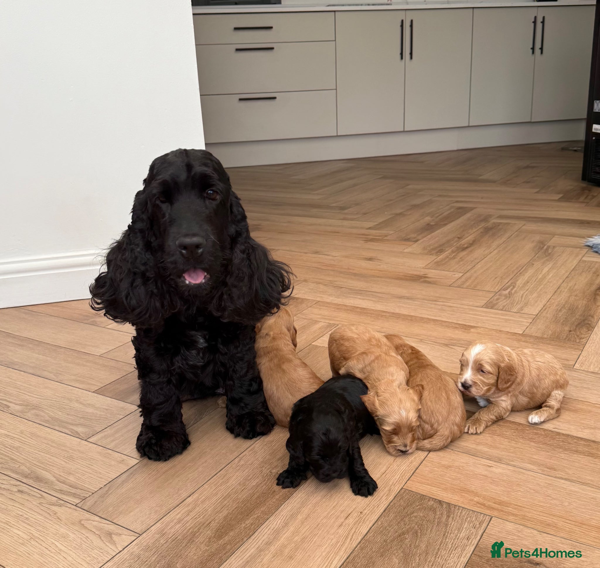 Cockapoo dogs F1 show line cockapoo puppies - Advert 9