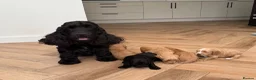 Cockapoo dogs for sale: F1 show line cockapoo puppies - Advert 27