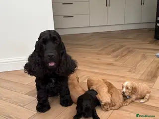 Cockapoo dogs F1 show line cockapoo puppies - Advert 9