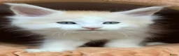 Maine Coon cats for sale: Ready now Stunning Maine coon kittens  - Advert 10