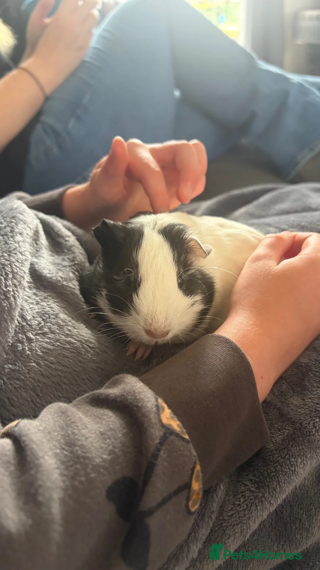Guinea Pig rodents for sale: sole guinea pig  - Advert 3