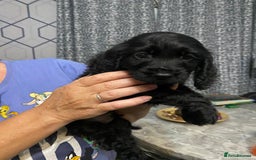 Cocker Spaniel dogs for sale: 5 th Generation Cocker Spaniel Pups/Ready to leave - Image 5