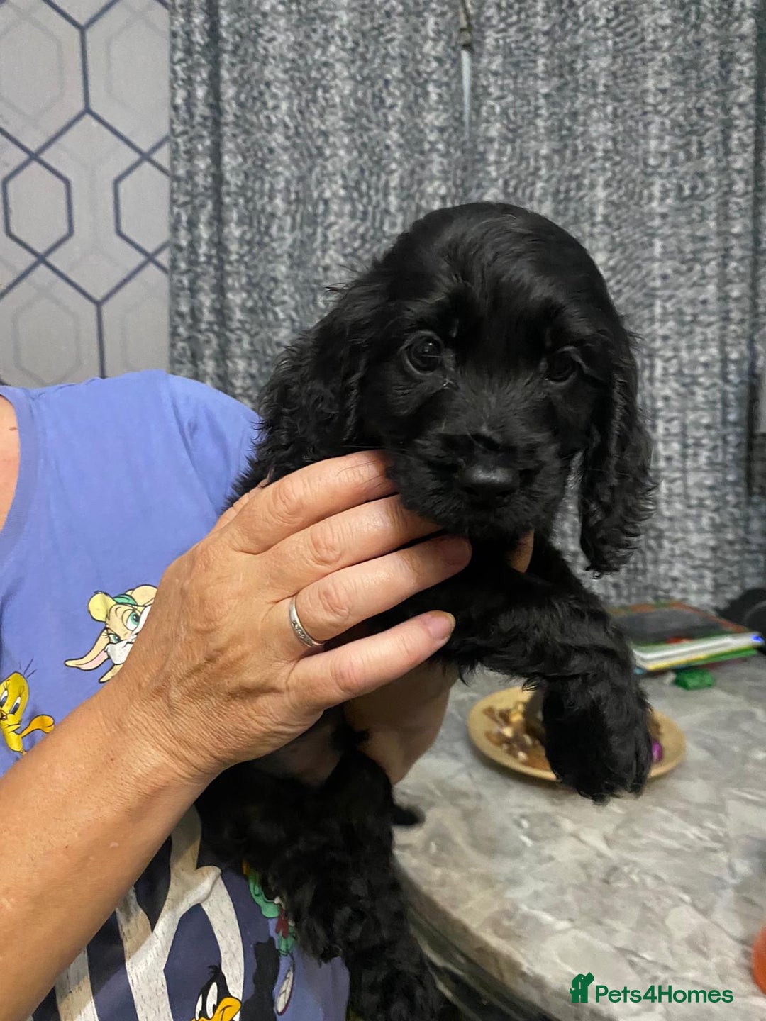 Cocker Spaniel dogs for sale: 5 th Generation Cocker Spaniel Pups/Ready to leave - Image 5