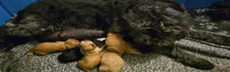 Labradoodle dogs for sale: 🐾 Beautiful Apricot Medium Labradoodle Boy 🧡 - Advert 4