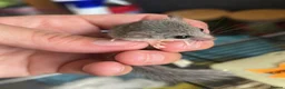 Mouse rodents for sale:  African pygmy door mouse mice (micro squirrels) - Advert 5