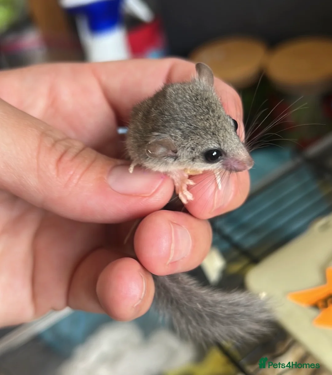 Mouse rodents for sale:  African pygmy door mouse mice (micro squirrels) - Advert 5