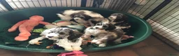 Mixed Breed dogs for sale: Rare Parti Colour CockalierPoos 5* breeder of 25yr - Advert 12